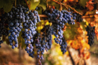 Sangiovese