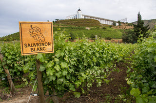 Sauvignon Blanc