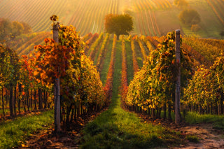 Wine