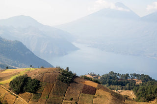Hilly landscape with fields and trees, mountains in the background