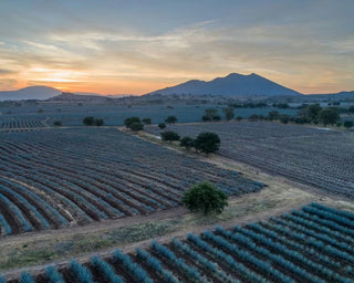 Aerial view of a vineyard with rows of grapevines at sunset, mountains in the background.