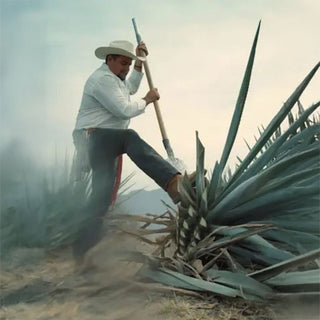 A man in a white shirt, jeans, boots, and a cowboy hat uses a harvesting tool on agave plants—vital for 1800 Blanco Tequila 700ml—in a field beneath cloudy skies.