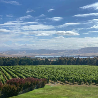 Vineyard with rows of grapevines under a blue sky with scattered clouds.