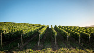 Vineyard with rows of grapevines under a clear blue sky
