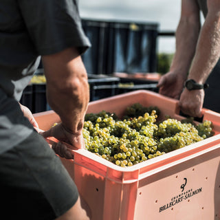 Two people carry a large pink crate outdoors, filled with green grapes, with more crates in the background. This scene evokes fresh citrus notes—just like Billecart-Salmon Le Réserve NV (6 Bottles). A watch and part of an arm are also visible.