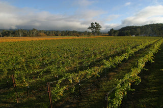 Vineyard with rows of grapevines under a blue sky with clouds.