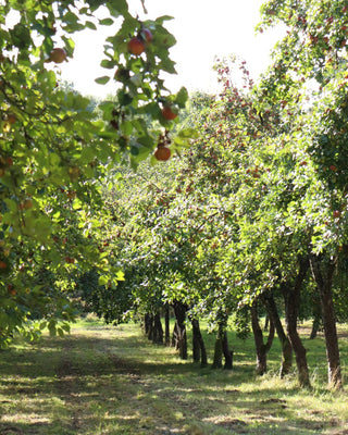 Apple orchard with trees bearing red apples on a sunny day.