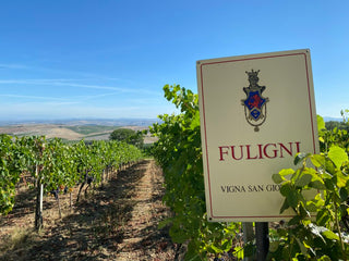 Vineyard with 'FULIGNI' sign in the foreground