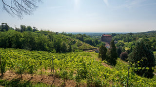 Vineyard with a building in the distance under a clear blue sky.