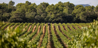 AIX Maison Saint Aix winery in Provence