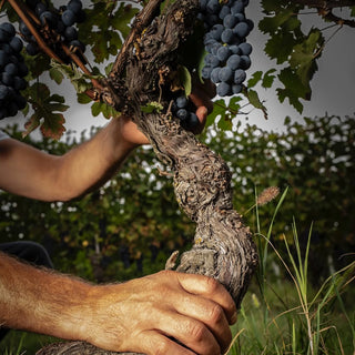 Hand harvesting grapes from a vine in a vineyard