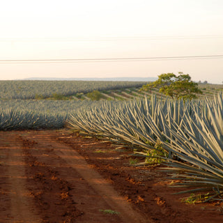 Rows of spiky blue-green agave stretch across red soil beneath a clear sky—the birthplace of Don Julio 1942 Añejo Tequila 1.75L, with aromas of roasted agave and oak sweetness drifting gently through the air.