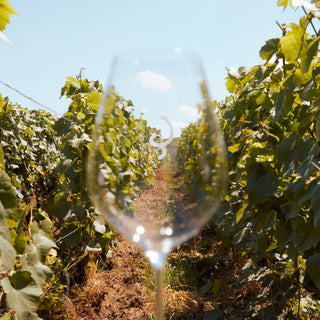 A Billecart-Salmon Le Sous Bois + 2 Glasses Gift Set is displayed between lush grapevines under a sunny sky. The air carries hints of toasted brioche as the vineyard stretches beyond, with the elegant glassware inviting a celebratory toast.