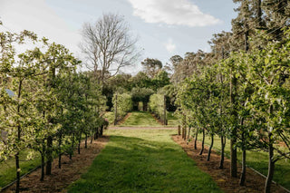 Tree-lined pathway in a park with a clear sky
