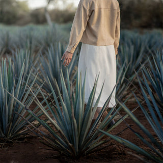 A person stands in an agave field surrounded by blue-green plants, evoking the origins of Clase Azul Reposado Tequila 750ml, with natural scenery and soft vanilla hues in the background.