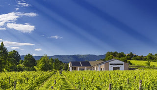 Vineyard with a building under a blue sky