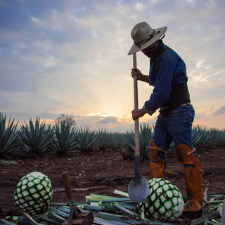 At sunset, a person in a hat and denim shirt harvests agave, standing by trimmed piñas—the heart of Don Julio Blanco Tequila 700ml & Shaker Gift Set, known for its smooth taste with bright citrus zest notes.