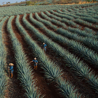 Three workers in hats stand among rows of agave plants in a vast field—lush green leaves and red soil seen from above—where the agave for Don Julio 1942 Añejo Tequila 750ml is grown.