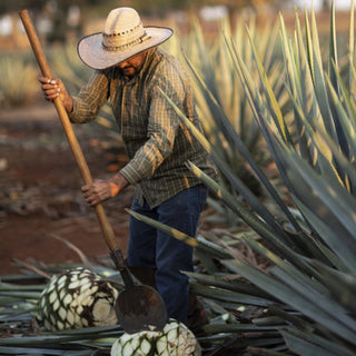 A man in a straw hat and plaid shirt harvests agave piñas with a coa tool in the field—the heart behind El Tesoro Reposado Tequila 750ml.