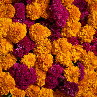 A close-up of vibrant orange-yellow marigolds and magenta cockscombs creates a colorful floral display, evoking the rich warmth of Los Azulejos Pancho Villa Limited Edition Skelly Añejo Tequila 750ml.