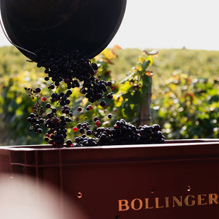 Sunlit vineyard rows frame a container pouring fresh black grapes into a red Bollinger bin, evoking the rich character of Bollinger Special Cuvée Brut NV 750ml (6 Bottles).